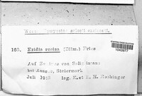 Exidia recisa image